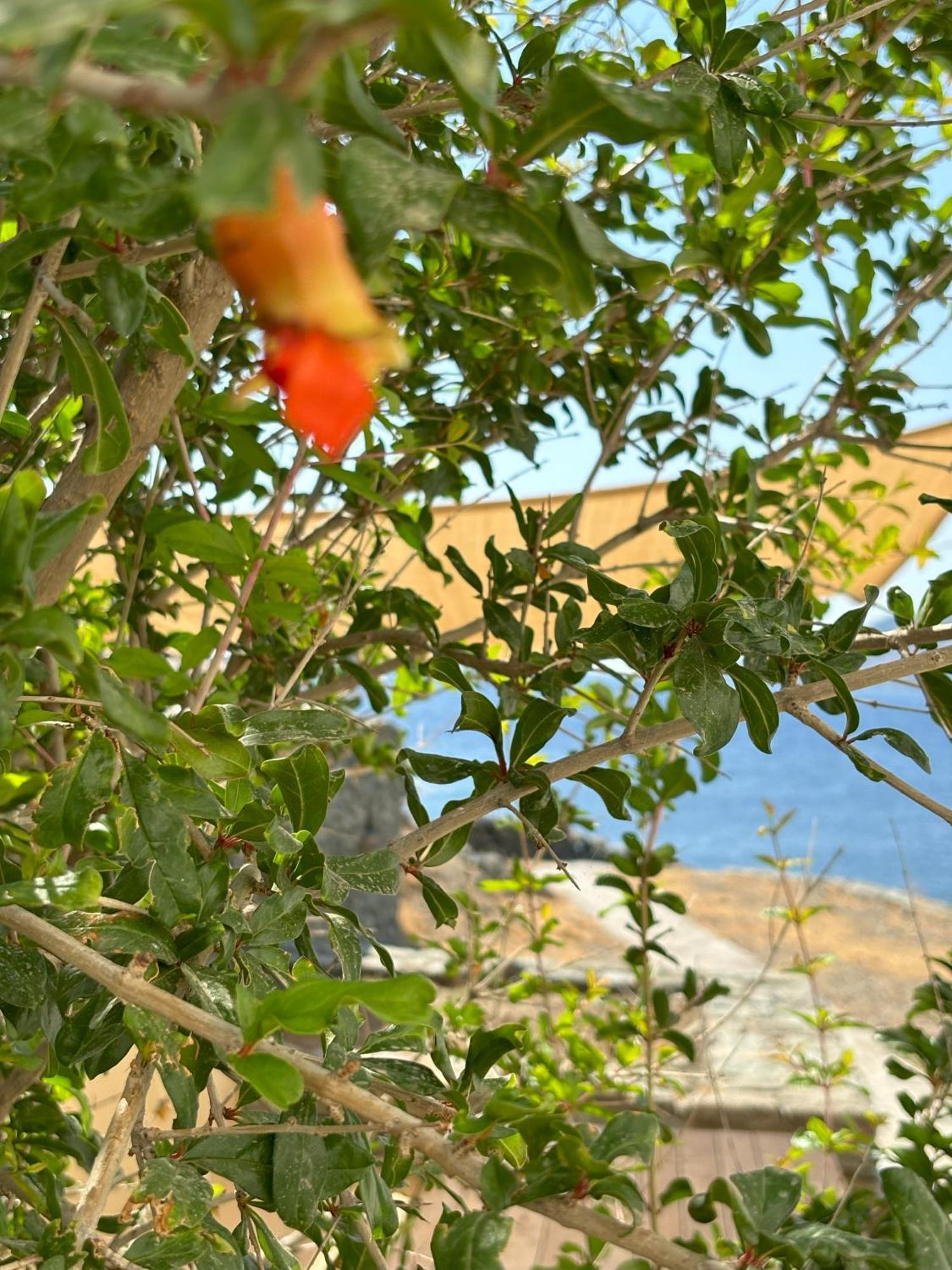 Almyra Yellow Villa Китнос Екстериор снимка
